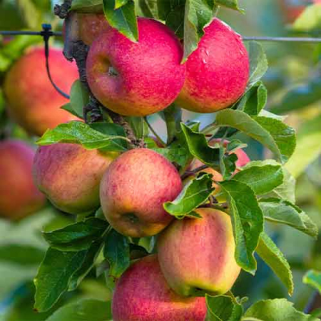 Columnari Mar - Măr columnar Red Spring