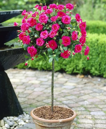 Trandafiri - Trandafir tip Pomisor Roz Akapella  , 100-120 cm la ghiveci