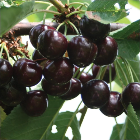 Cires - Cireș Regina 120-150 cm, radacina libera