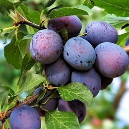 Pruna - Prun Top King 120-150 cm, radacina libera