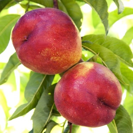 Nectarina - Nectarin Fantasia 120-150 cm , radacina libera