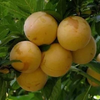 Pruna - Prun japonez Shiro 120-150 cm, radacina libera