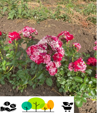 Trandafiri tufa - Trandafir „Abra” ,bicolor rosu-alb  ,radacina libera (41)