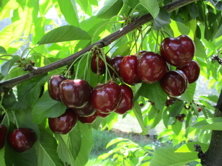 Cires - Cireș Fabiola 120-150 cm ,radacina libera