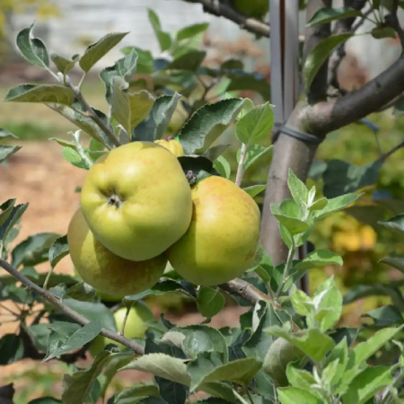 Mar - Mar Grey Reinette 120-150 cm, radacina libera