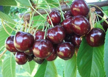 Cires - Cires Stacato 120-150 cm, radacina libera