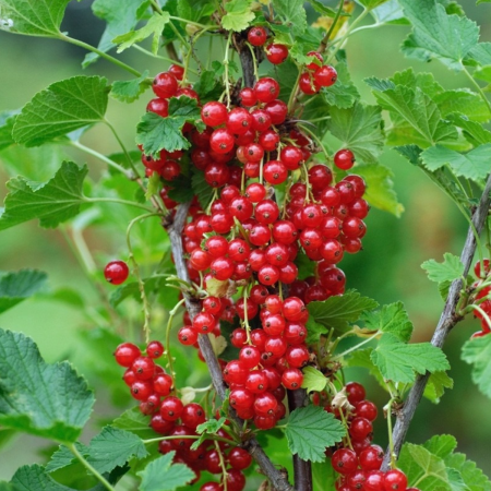 coacaz rosu - Coacăz roșu pe tulpina Detvan , radacina libera