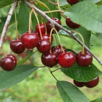 Mini Visin - Vișin pitic Piemont ,radacina libera