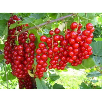 coacaz rosu - Coacăz roșu pe tulpina Jonkheer van Tets , radacina libera