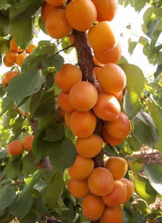 Cais Columnar - Cais columnar Compacta 120-150 cm, radacina libera