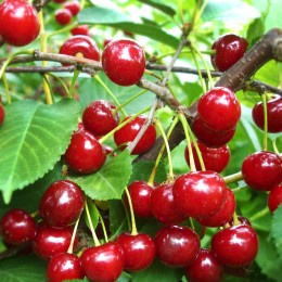 Visin - Visin Kelleris 120-150 cm, radacina libera