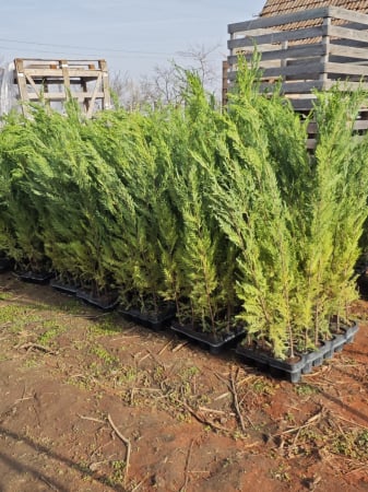 Toate produsele - Leylandii verde 100cm , in ghiveci