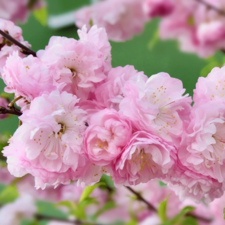 Copaci fructiferi - Cireșul japonez ‘Kojou-no-mai’ roz pal,alb, in ghiveci