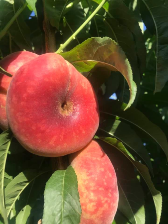 Piersic - Piersic Saturn (UFO) , radacina libera