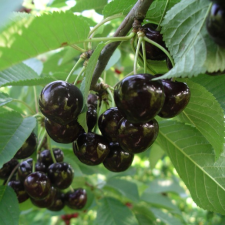 Cires - Cireș Kordia 120-150 cm, radacina libera