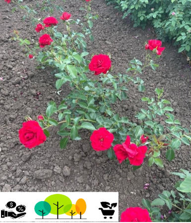 Trandafiri tufa - Tranfadir Rosu Urcator, radacina libera (48)