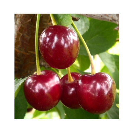 Visin - Visin Nefris 120-150 cm, radacina libera