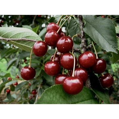 Visin - Visin Pandy 103 120-150 cm, radacina libera