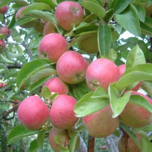 Mini Mar - Măr pitic Corquella