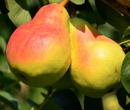 Para - Pară Williams 120-150 cm, radacina libera