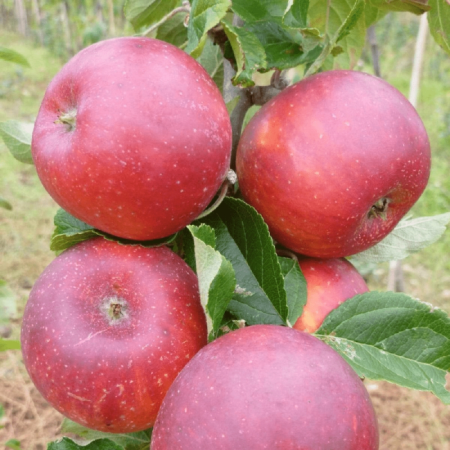 Columnari Mar - Măr columnar Star Cat 120-150 cm, radacina libera