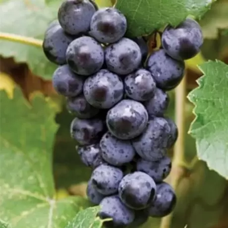 butas de vin - Vita de vie Hibernal struguri aromati mari , la ghiveci