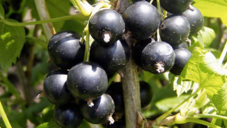 Coacaz Negru - Coacăz–Agriș pe tulpină Josta , radacina libera