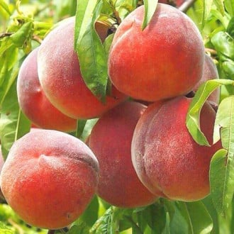 Mini Piersica - Piersic mini Honey Gold , radacina libera