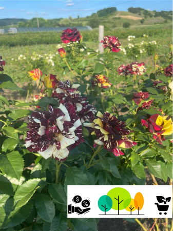 Trandafiri pom - Trandafirul tip pom Hocus, bicolor alb-visiniu , radacina libera (33)