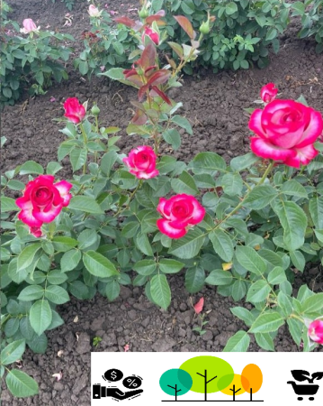 Trandafiri tufa - Trandafir Prințesa de Monac Roz ,la radacina libera (45)