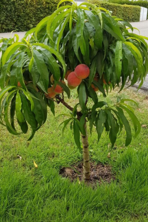 Mini Piersica - Piersic mini Honey Red