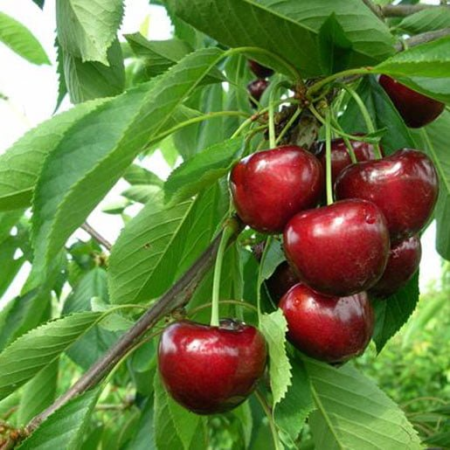 Cires - Cires Carmen 120-150 cm, radacina libera