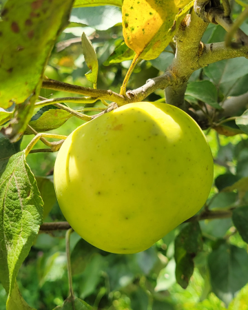 Mar - Măr Yellow Transparent 120-150 cm, radacina libera