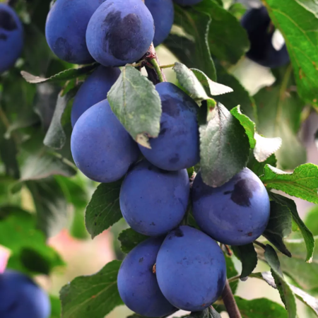 Pruna - Prun Jojo 120-150 cm, radacina libera