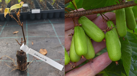 Mini Kiwi - Actinidia kolomikta Dr. Szymanowski – Kiwi autofertil şi rezistent la ger 5-10 cm