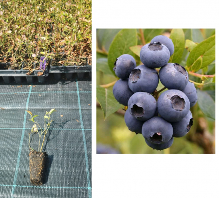 Arbusti fructiferi - Afin Bluecrop , 1 an la tavita , afinul de cultura inmultit prin vitro