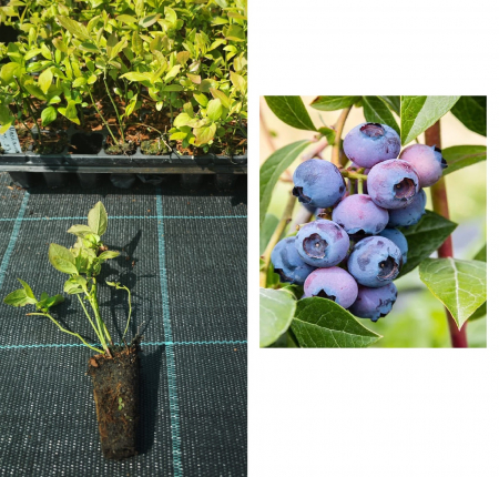 Arbusti fructiferi - Afin Bluegold , 1 an la tavita , afinul de cultura inmultit prin vitro