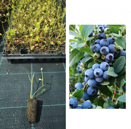 Afini - Afin Bluejay , 1 an la tavita , afinul de cultura inmultit prin vitro