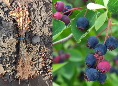 Afin canadian dulce 10 bucati + 2 gratuit , Amelanchier lamarckii 15-25 cm [1]