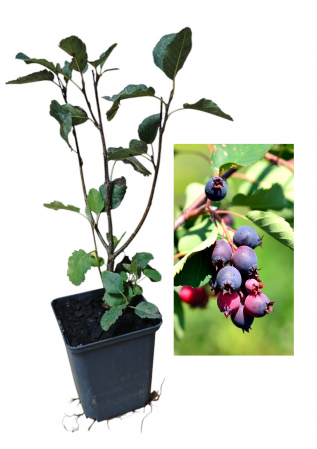 Gard viu - Afin canadian Honeywood 2 ani