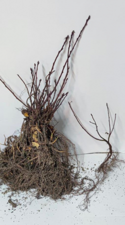 Afini - Afin canadian Saskatoon 15 - 25 cm , 2 ani , radacina libera