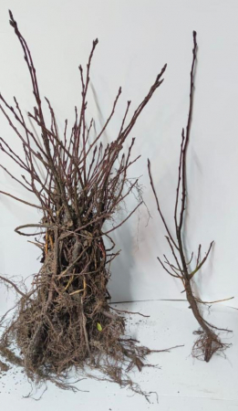 Afini - Afin canadian Saskatoon 25 - 35 cm 2 ani , radacina libera