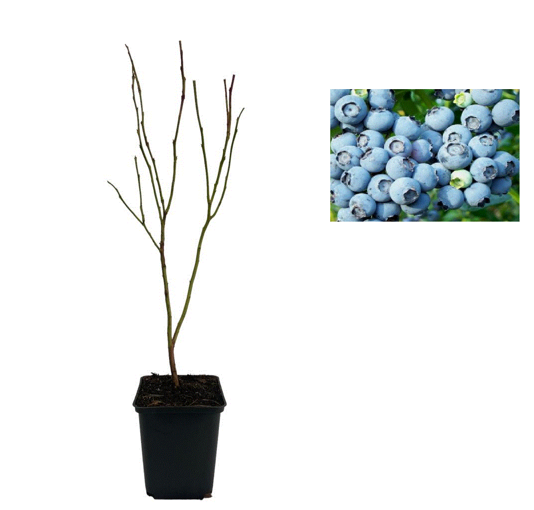 Afin Chandler pe rod , 2 ani [0]