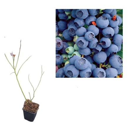 Toti arbusti fructiferi - Afin de cultura Bluecrop 2 ani