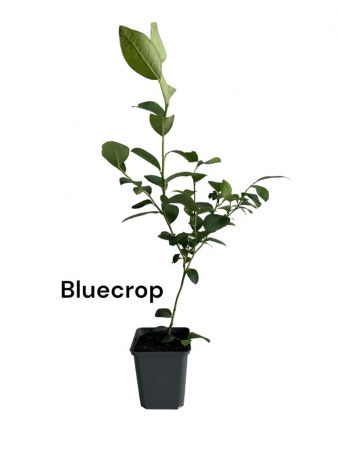 Afin de cultura Bluecrop [0]