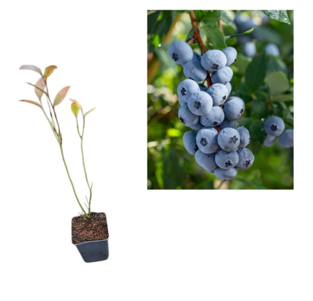 Toti arbusti fructiferi - Afin de cultura Bluegold 2 ani