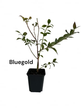 Arbusti fructiferi - Afin de cultura Bluegold 3ani , afin de cultura in ghiveci