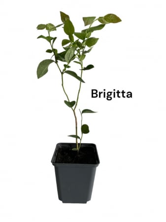 Afin de cultura Brigitta 3 ani , afin de cultura in ghiveci [0]