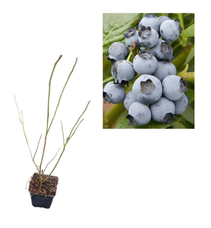 Toti arbusti fructiferi - Afin de cultura Brigitta Blue 2 ani