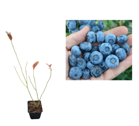 Toti arbusti fructiferi - Afin de cultura Chandler 2 ani